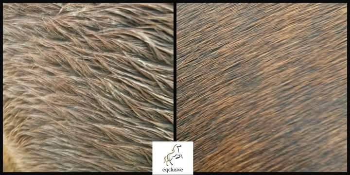 Eqclusive Bay and Chestnut Pack Review - Eqclusive.com - HAAS brushes
