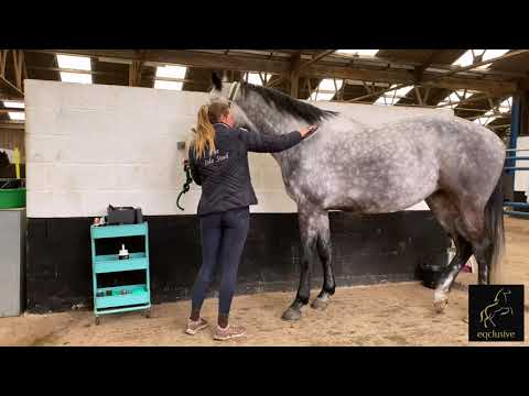 Eqclusive Pack for White, Grey & Coloured Horses ©