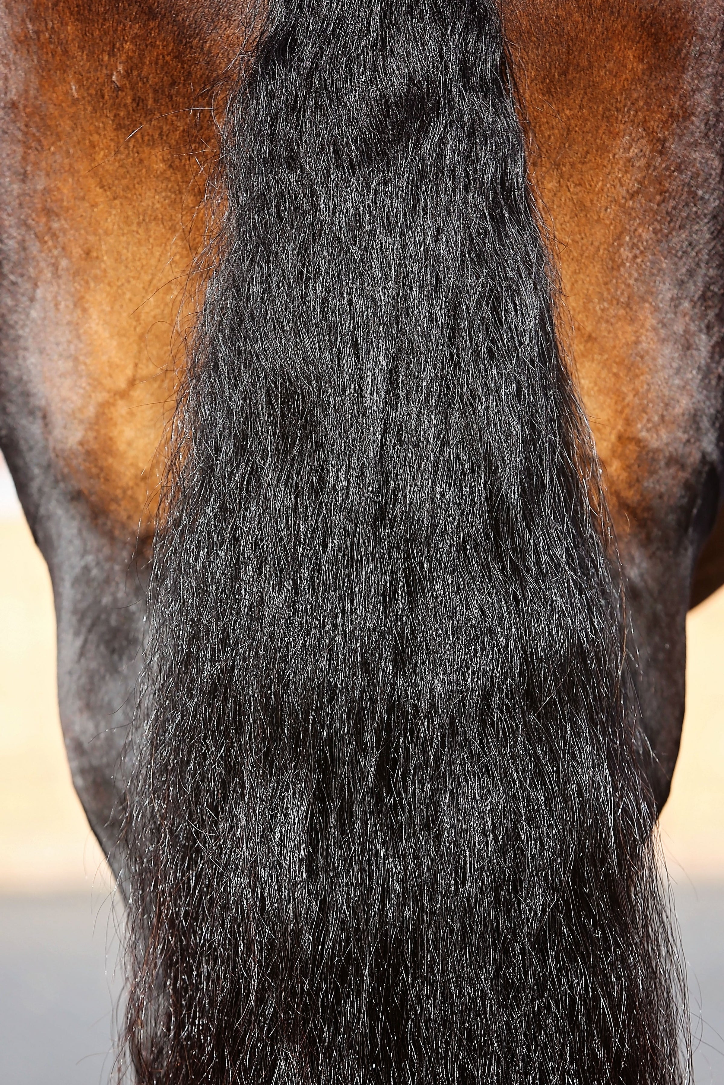 Mane & Tail Brushes – Gentle Care for Horses