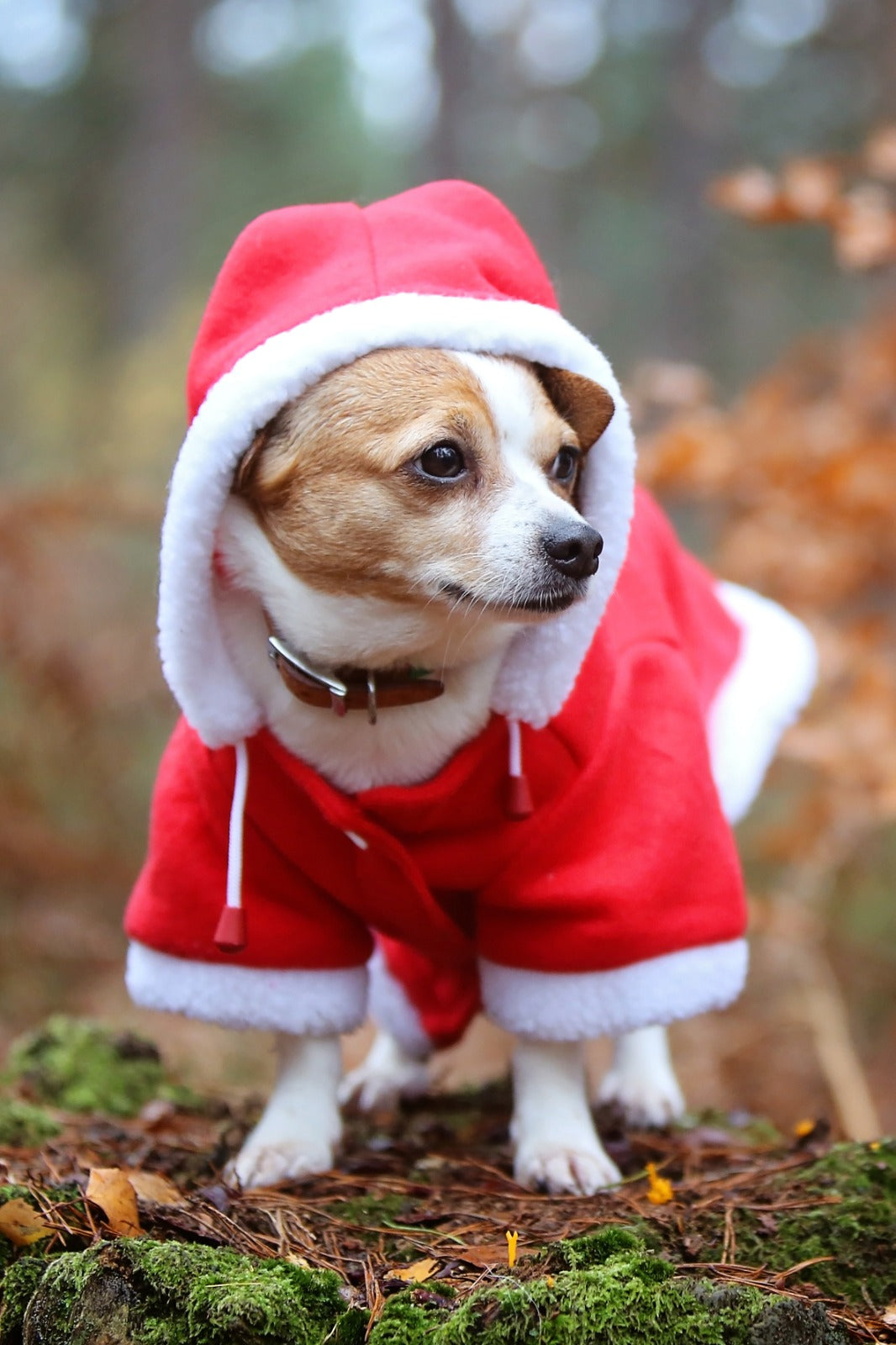 QHP Christmas Dog Coat