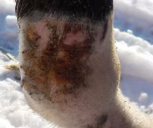 Shapley’s Original M-T-G | Proven Skin Healing & Hair Regrowth Oil for Horses – Rain Rot, Mud Fever & Sweet Itch Treatment