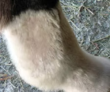 Shapley’s Original M-T-G | Proven Skin Healing & Hair Regrowth Oil for Horses – Rain Rot, Mud Fever & Sweet Itch Treatment