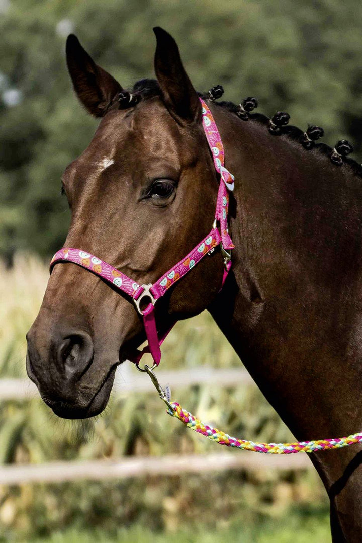 BUSSE Headcollar FUN