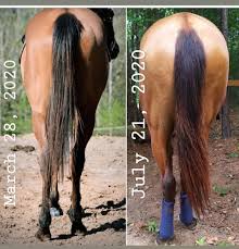 Shapley’s Original M-T-G | Proven Skin Healing & Hair Regrowth Oil for Horses – Rain Rot, Mud Fever & Sweet Itch Treatment