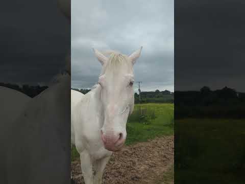 HAAS Schimmel Ladies