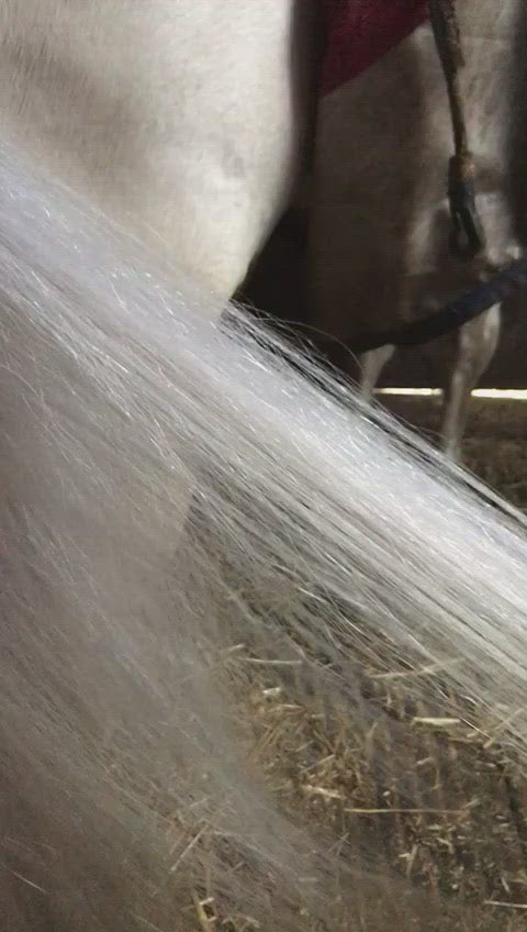 FAIRY TAILS Ultra-Conditioning Treatment | Professional Equine Mane & Tail Restoration
