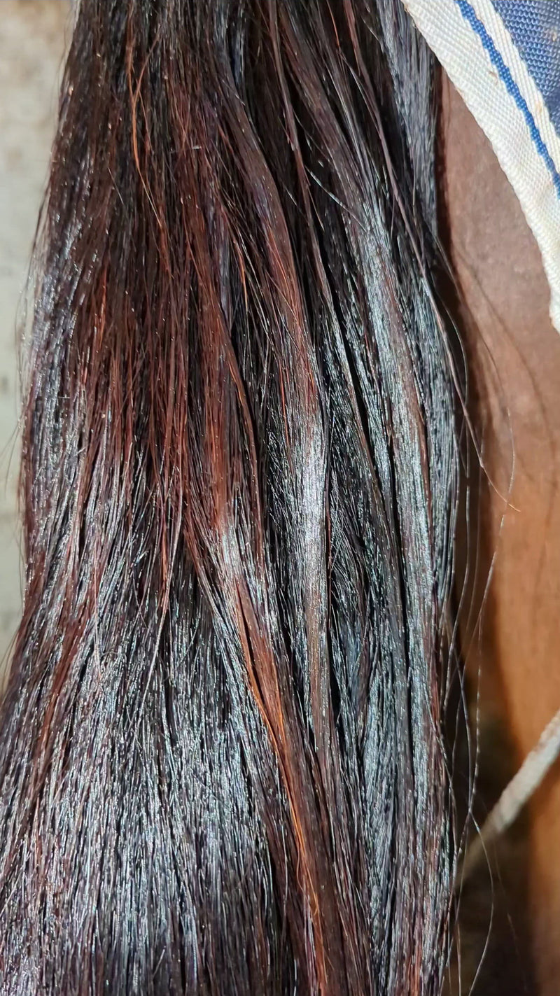 FAIRY TAILS Ultra-Conditioning Treatment | Professional Equine Mane & Tail Restoration